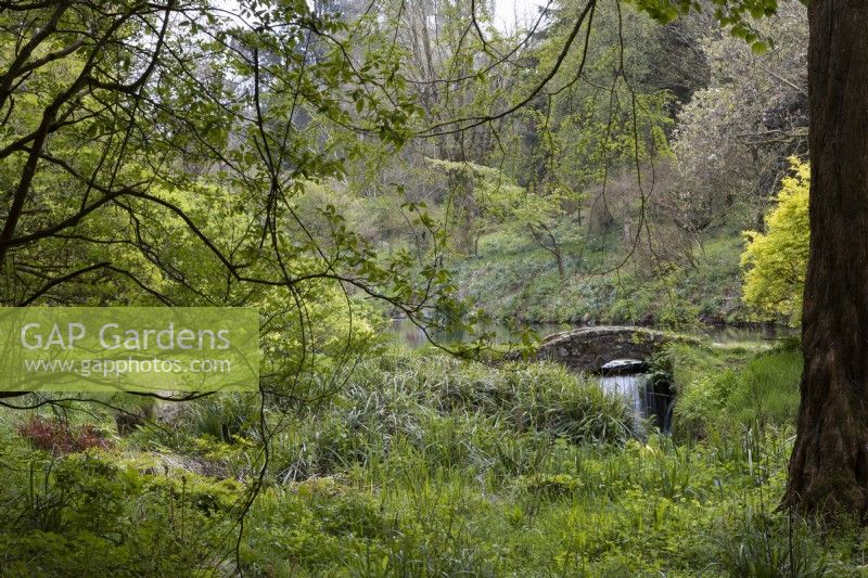 A stone humpbacked bridge with a waterfall emerging from beneath it at the end of a lake in a woodland garden with trees and shrubs and varying degrees of spring foliage emerging. Marwood Hill Gardens. Devon. Spring. May.