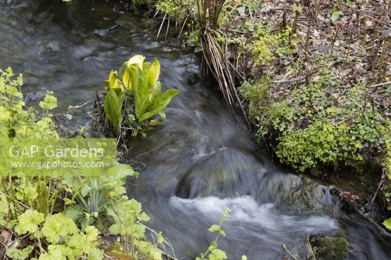 A small stream with flowing water and Western Skunk Cabbage, Lysiciton americanus, growing beside it. Spring. May. 