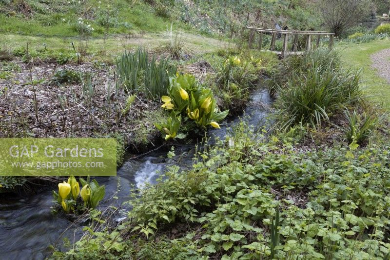 A small stream with flowing water and Western Skunk Cabbage, Lysiciton americanus, growing beside it and a wooden bridge in the background. Spring. May. 