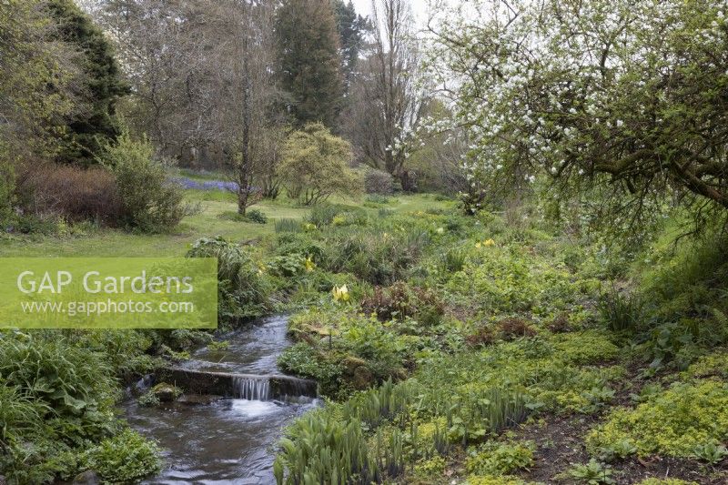 A stream runs down a shallow valley in a woodland garden. Trees with varying degrees of spring foliage emerging are on the sides of the valley. Marwood Hill Gardens. Spring. Devon. May. 