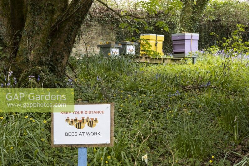 Two colourful beehives in the background with a sign in the foreground saying 'Keep your Distance. Bees at Work'. Marwood Hill Gardens. Devon. Spring. May. 