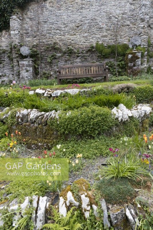 A wooden bench sits at the base of an old stone wall, with the Scree Beds in front and pedestals beside the bench with peacock statues on them. Spring. May. Marwood Hill gardens. Devon.