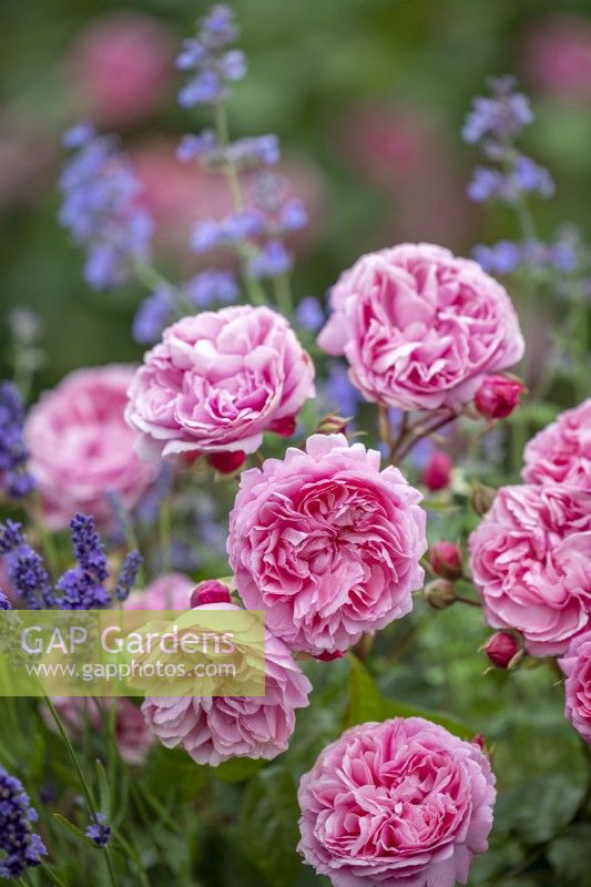 Rosa 'Penelope Lively' - Ausb18a15 - with lavender and catmint. Introduced by David Austin Roses 2023