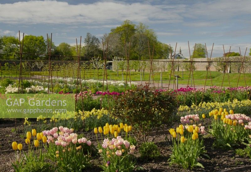 Tulipa 'Mango Charm' and Tulipa 'Big Smile'  yellow and pink tulips and Narcissus 'Regeneration' in the Gordon Castle Walled Garden and the Gordon Chaple in the distance.