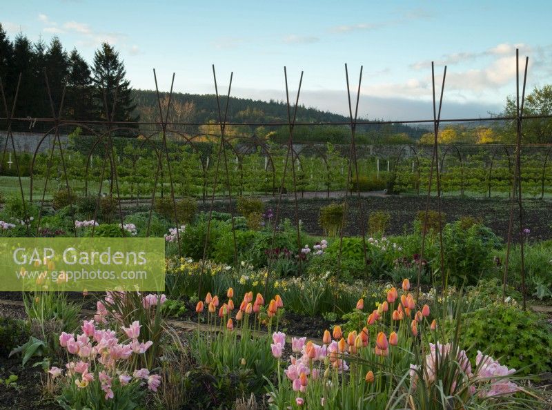 Tulipa 'Dordogne', Tulipa 'Big Smile' and Narcissus in the Gordon Castle Walled Garden.