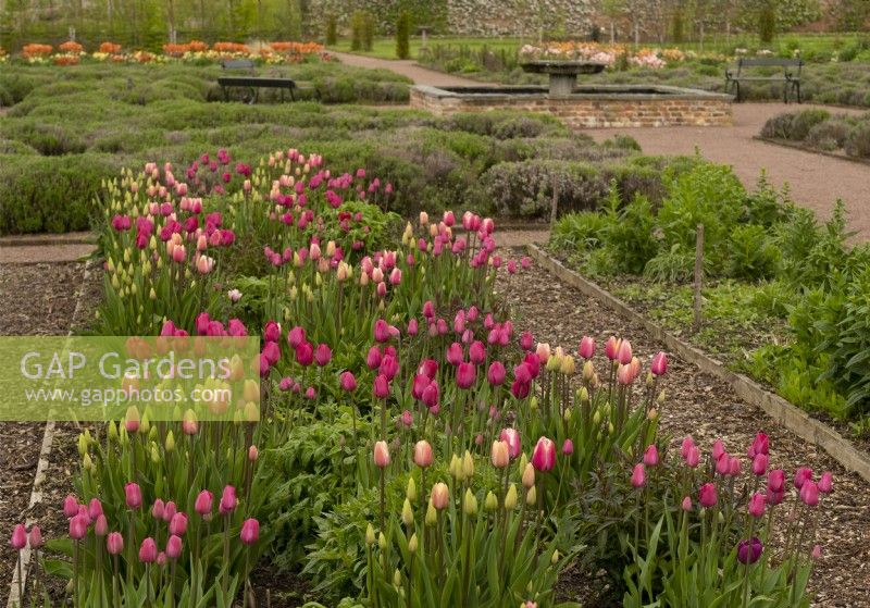 Tulipa - Pink Tulips including the pink and white 'Jumbo Beauty' and magenta 'Don Quichotte' in a raised bed in the Gordon Castle Walled Garden.