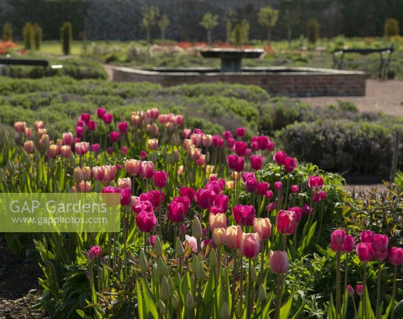Tulips 'Don Quichotte' and Tulipa 'Big Smile' in a bed in Gordon Castle Walled Garden.