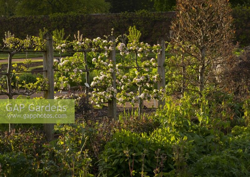 An espalier of Malus with blossom in the Gordon Castle Walled Garden.