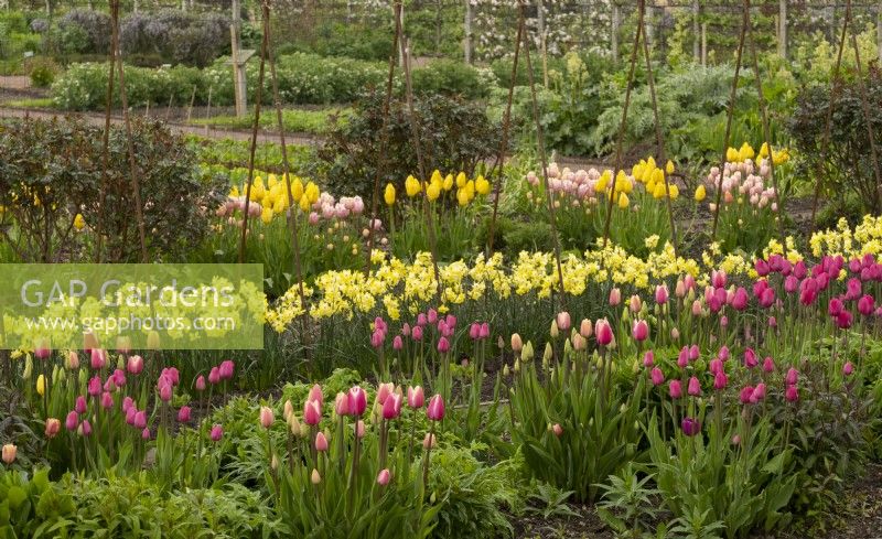 Rows of Tulipa 'Jumbo Beauty',  'Don Quichotte', and 'Big Smile' and Narcissus 'Regeneration' in a bed in the Gordon Castle Walled Garden.
