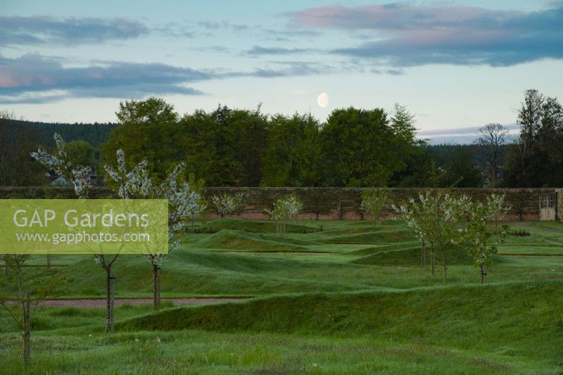 Moon set over grassy mounds in Cherry Orchard in the Gordon Castle Walled Garden.