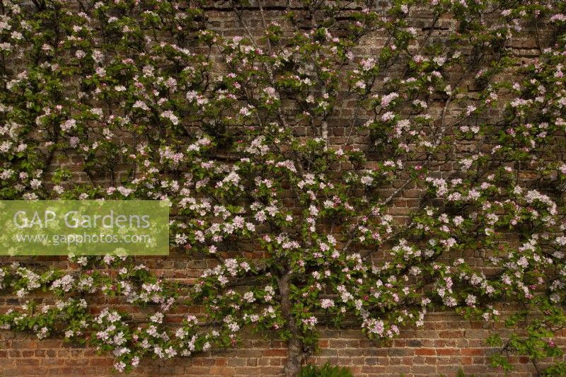 Malus domestica - Apple blssom espalier growing on a brick wall at the Gordon Castle Walled Garden.