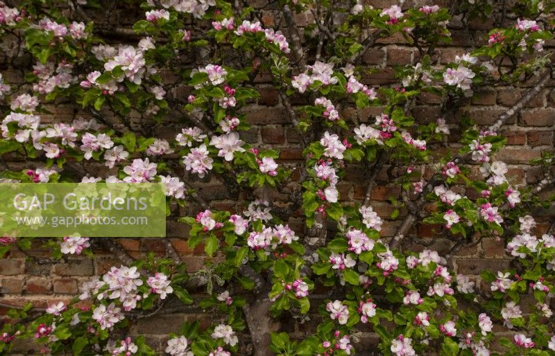 Malus domestica - Apple blossom espalier growing on a brick wall at the Gordon Castle Walled Garden.