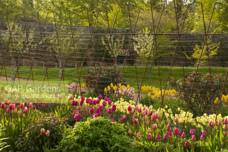 Rows of multi-coloured tulipa in the Gordon Castle Walled Garden.
