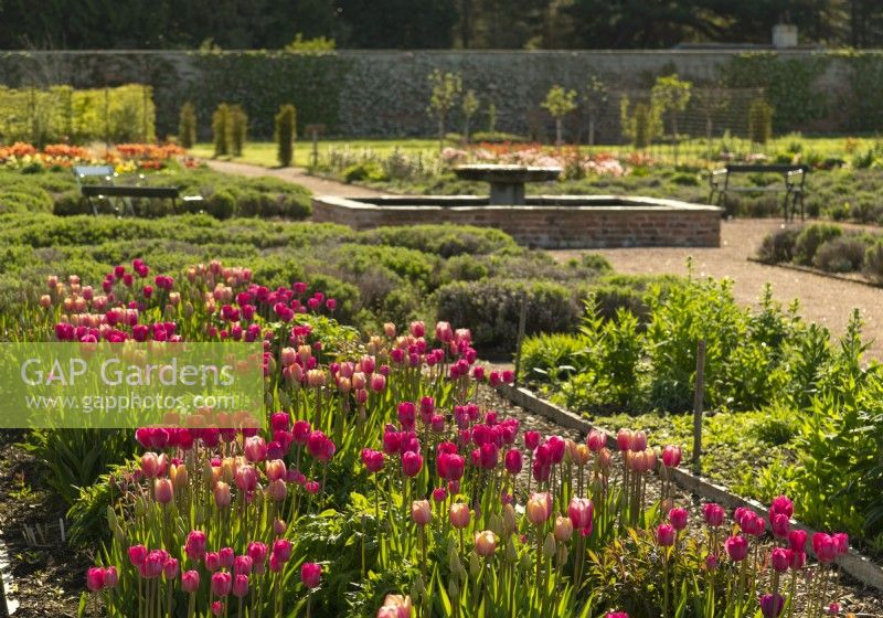 Tulips 'Jumbo Beauty' and Tulipa 'Big Smile' in a bed in Gordon Castle Walled Garden.