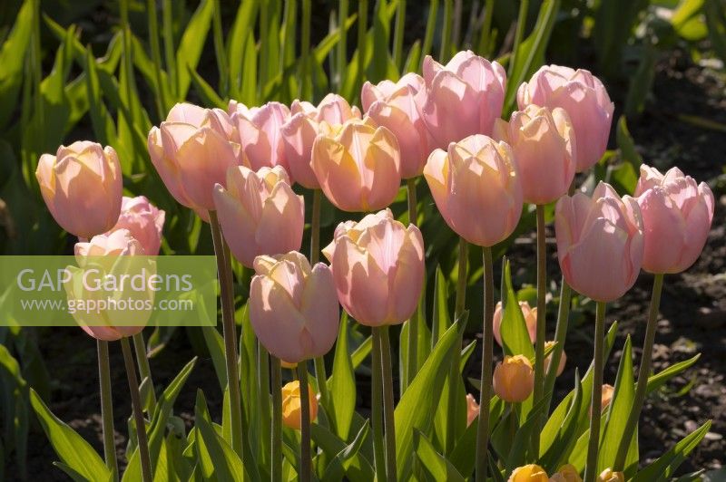 Tulipa 'Big Smile' pale pink tulips in the Gordon Castle Walled Garden.