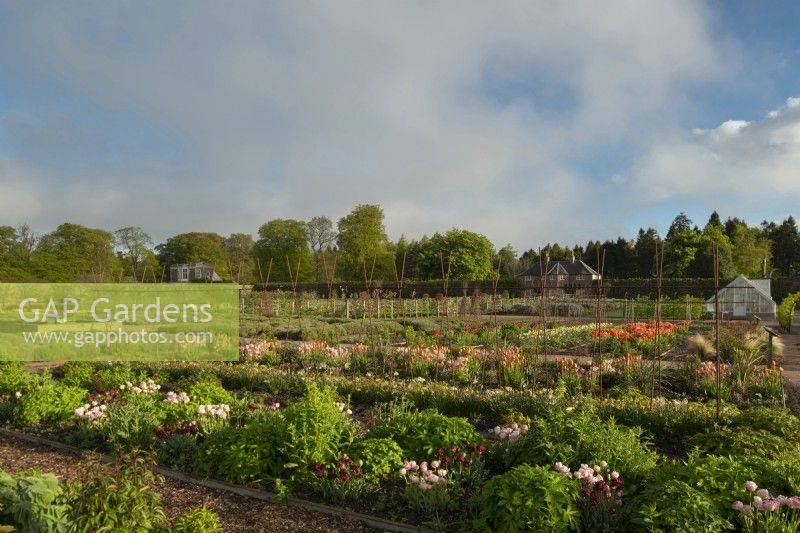 An overview of the Gordon Castle Walled Garden planted with rows of multi-coloured tulips and herbaceous plants.