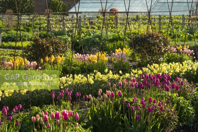 Rows of multi-coloured tulipa and Narcissus in the Gordon Castle Walled Garden.
