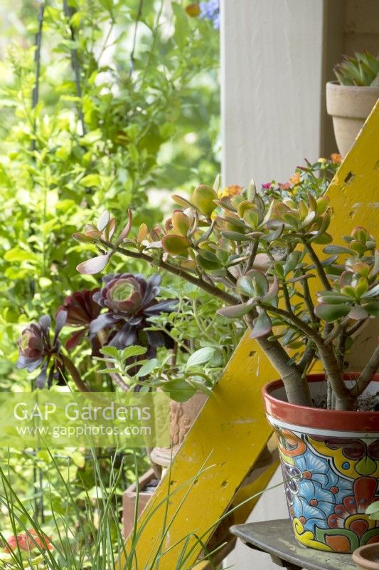 Succulent in colourful mexican pot decoration on yellow wooden stairs.