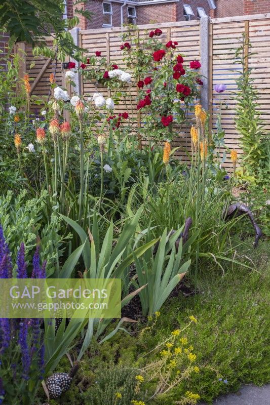 Small flowerbed with Kniphofia, Iris, sedums and roses in fenced urban garden
