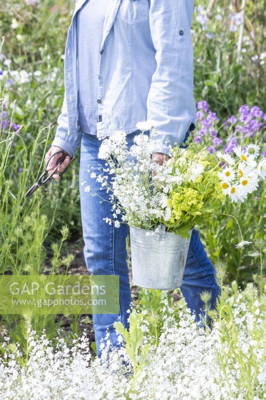 Woman carrying bucket containing Alchemilla mollis, Centaurea 'Ball White', Omphalodes 'Little Snow White', Leucanthemum vulgare and Aquilegia 'Lime Sorbet'
