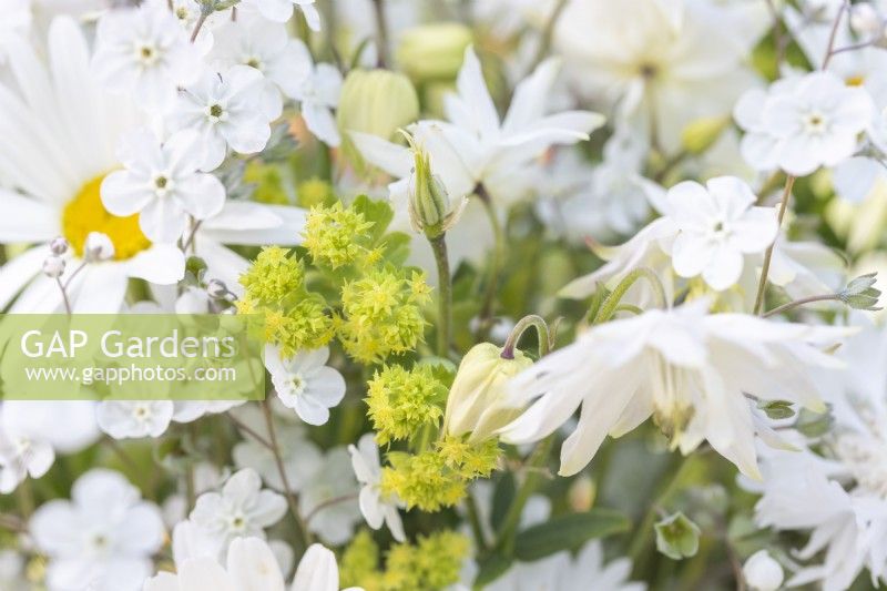 Bouquet of flowers containing Alchemilla mollis, Centaurea 'Ball White', Omphalodes 'Little Snow White', Leucanthemum vulgare and Aquilegia 'Lime Sorbet'