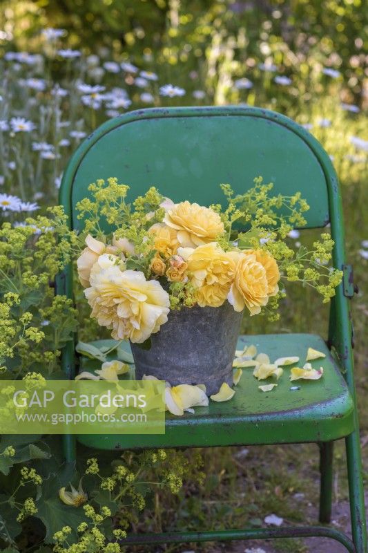 Buff yellow roses with Alchemilla mollis in metal bucket on green metal chair