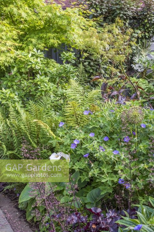 Shady border in small urban garden with Geranium 'Brookside'; Heuchera, ferns, ZantedeschIa aethiopica and Acers 