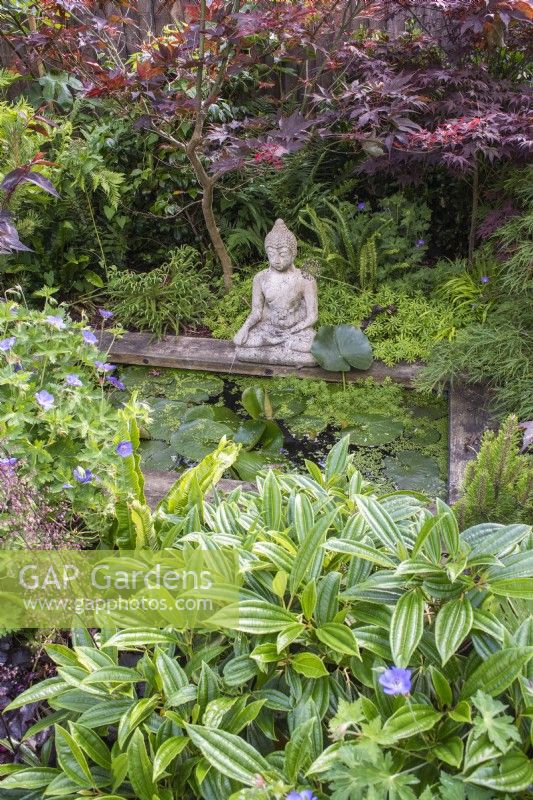 Small formal pool with waterlilies; stone Buddha  and bordered by Acers, evergreens and shade loving plants