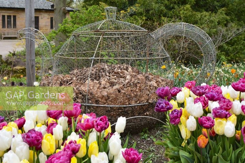 Wire, openwork teapot-shaped ornamental compost bin with dead leaves, surrounded by tulips in ceramic pots and white narcissus. RHS Garden Harlow Carr.