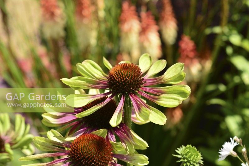 Echinacea purpurea Green Twister. Two-coloured pink-lime coneflower. July