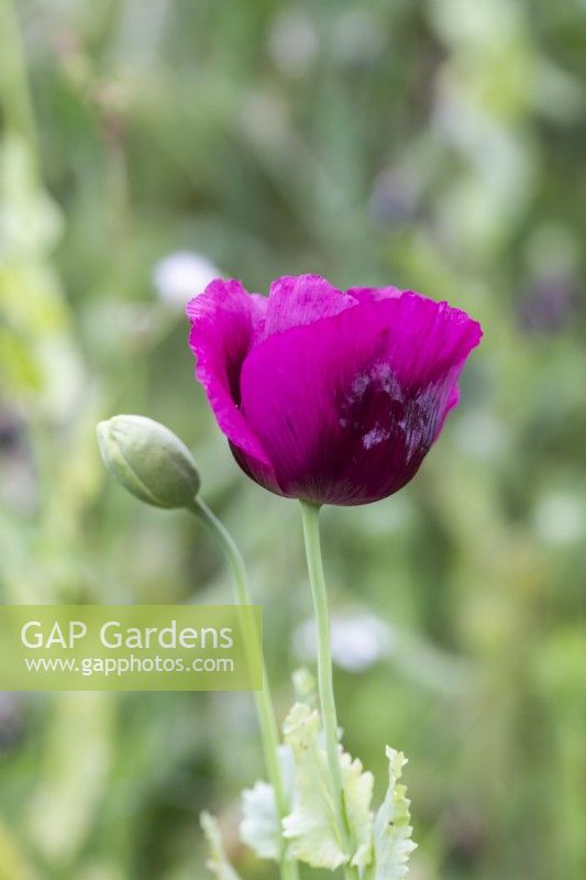 Papaver somniferum 'Laurens Grape' - Poppy