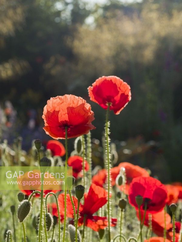 Papaver rhoeas - Common poppy flowers