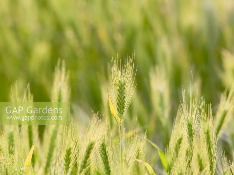 Hordeum murinum - Flea Darts grass
