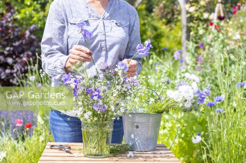 Woman arranging a bouquet containing Opmalodes 'Little Snow White', Lathyrus 'Midnight Blues', Phacelia tanacetifolia, Nigella hispanica and Centaurea 'Ball White'