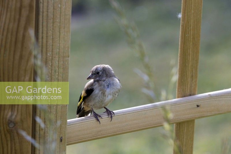 A goldfinch fledgling on a trellis. Selective focus. Summer. June. 