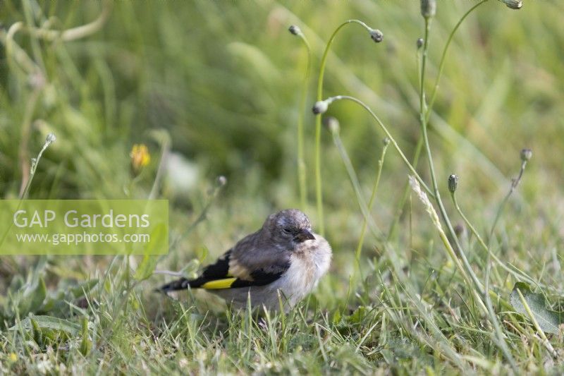 A goldfinch fledgling on grass. Close ups. Selective focus. Summer. June.