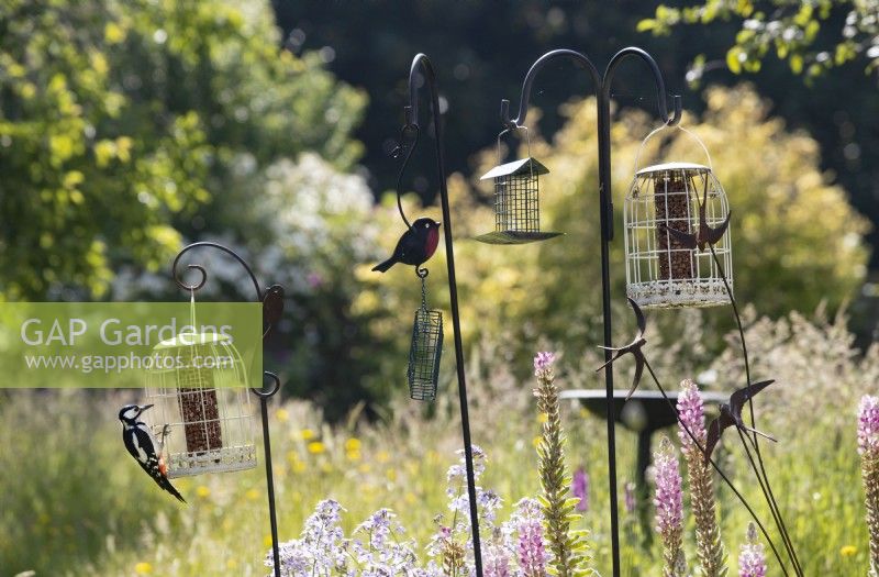 A selection of bird feeders in the middle of a mixed border. A greater spotted woodpecker feeds on one of the bird feeders. Summer. June. 