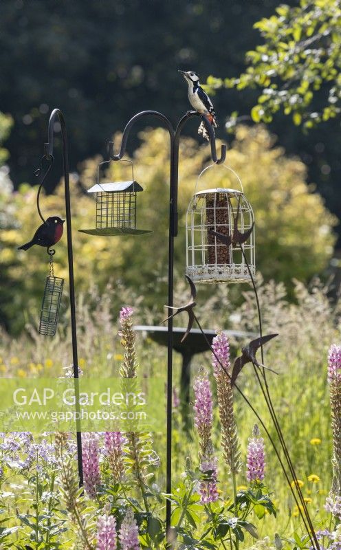 A selection of bird feeders in the middle of a mixed border in an informal, country, cottage style garden. A greater spotted woodpecker sits on top of a feeder stand. Summer. June. 