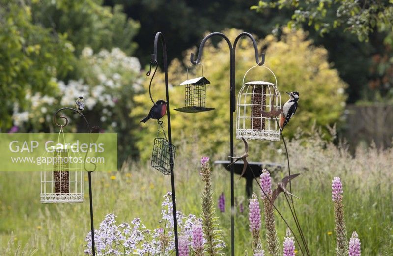 A selection of bird feeders in the middle of a mixed border of an informal, country, cottage style garden. A greater spotted woodpecker feeds on one of the bird feeders. Summer. June. 