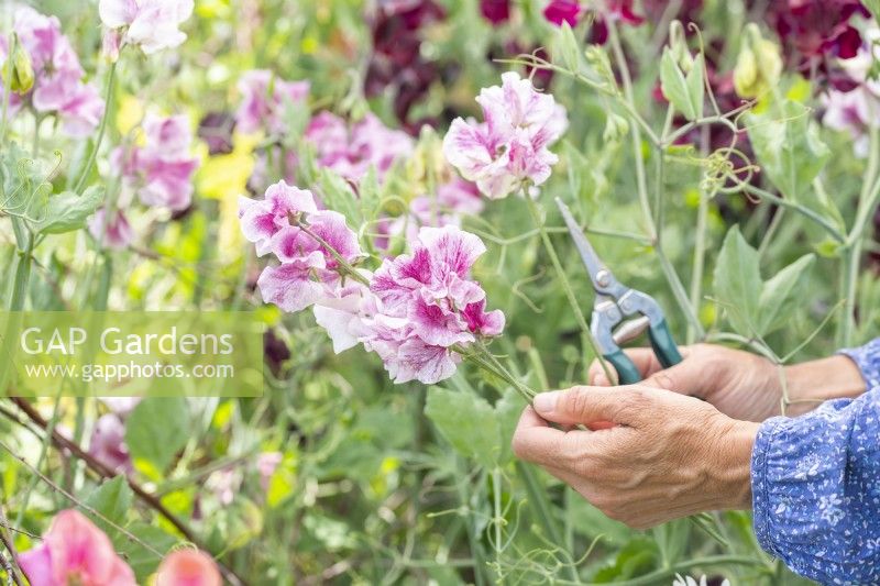 Woman picking Lathyrus 'Wiltshire Ripple' - Sweet Peas