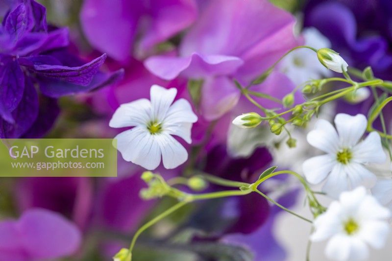 Bouquet of flowers containing Lathyrus 'Midnight Blues' and Gypsophila elegans 'Covent Garden'