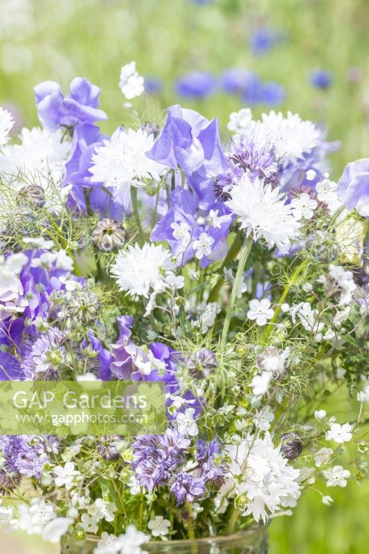Bouquet of flowers containing Omphalodes 'Little Snow White', Lathyrus 'Midnight Blues', Phacelia tanacetifolia, Nigella hispanica and Centaurea 'Ball White'