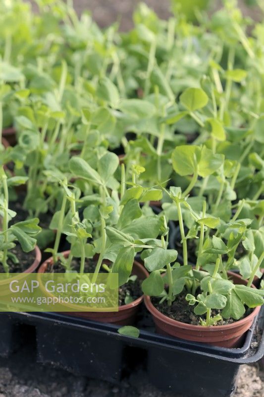 Pisium - tall growing peas which are developing too fast in the spring have been cut back to encourage branching