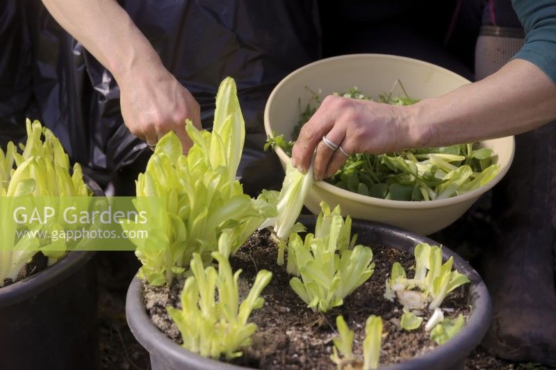 Gardener harvesting shoots of forced Chicory - Cichorium intybus 'Witloof' for a salad using a sharp knife