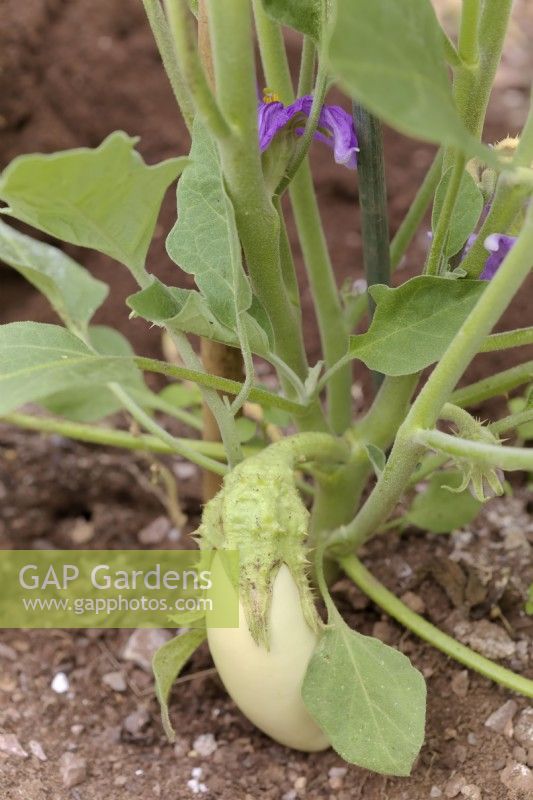 Solanum melongena Dourga White Aubergine or Egg Plant - developing fruit