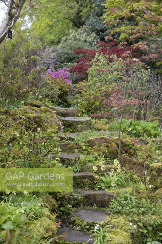 Steps up to Azalea 'Hinomayo' in the sunken garden at Winterbourne Botanic Garden, May