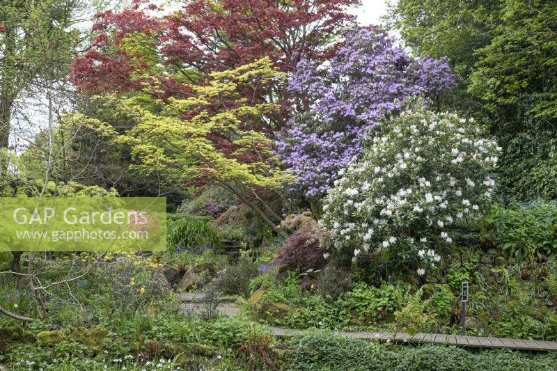 Rhododendrons and acers around the sunken garden at Winterbourne Botanic Garden, May