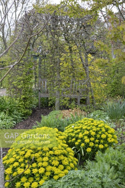 Euphorbia Polychroma in the Country Paradise Garden at Barnsdale Gardens, April