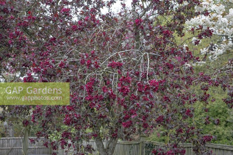 Malus 'Royalty' at Barnsdale Gardens, April