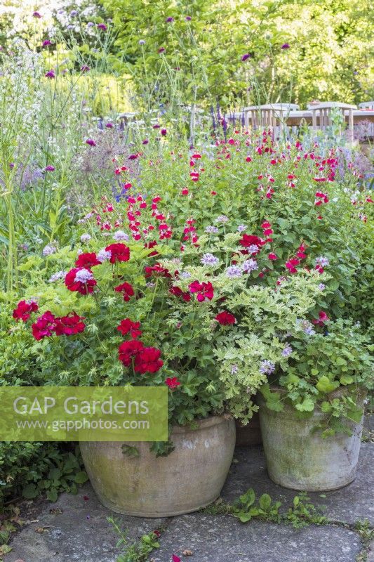Terracotta containers of Red and scented leaved pelargoniums on terrace 